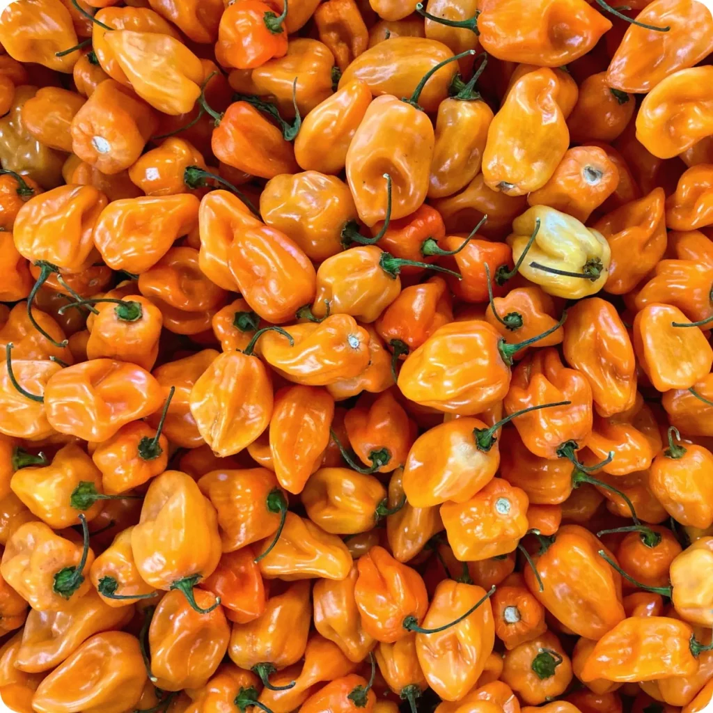 Pepper-HabaneroOrange