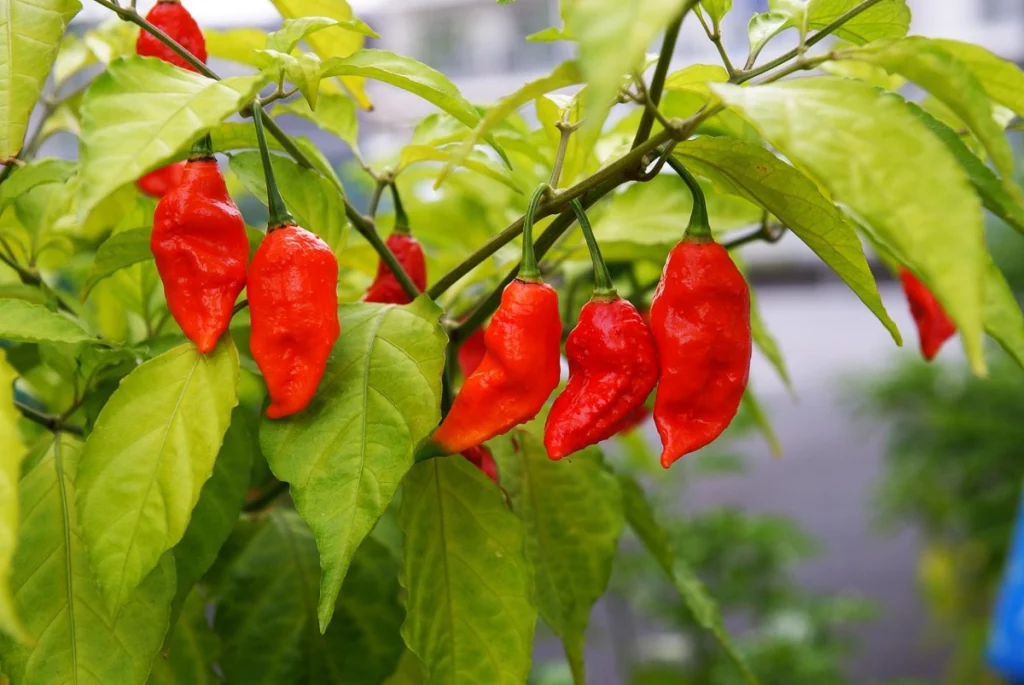 bhut jolokia