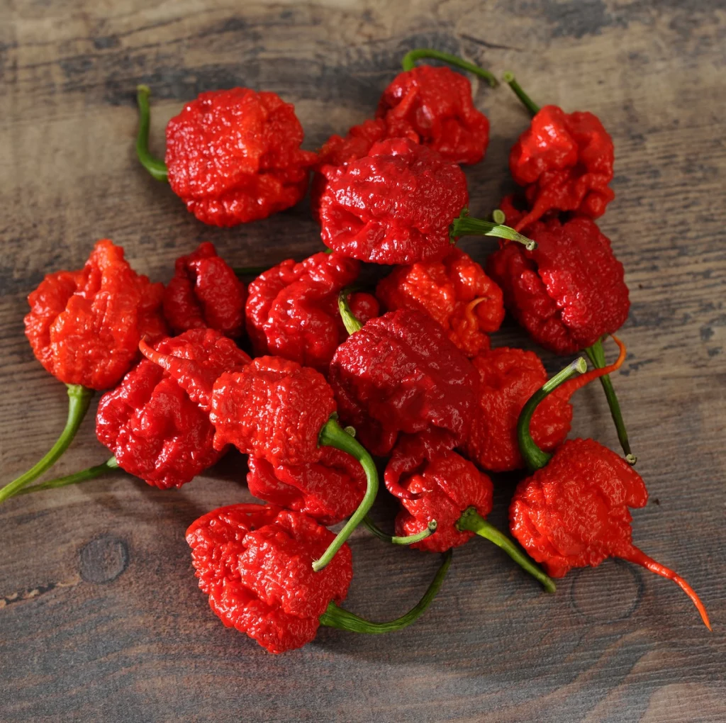 chilli-carolina-reaper-ultra-hot-chili-pepper