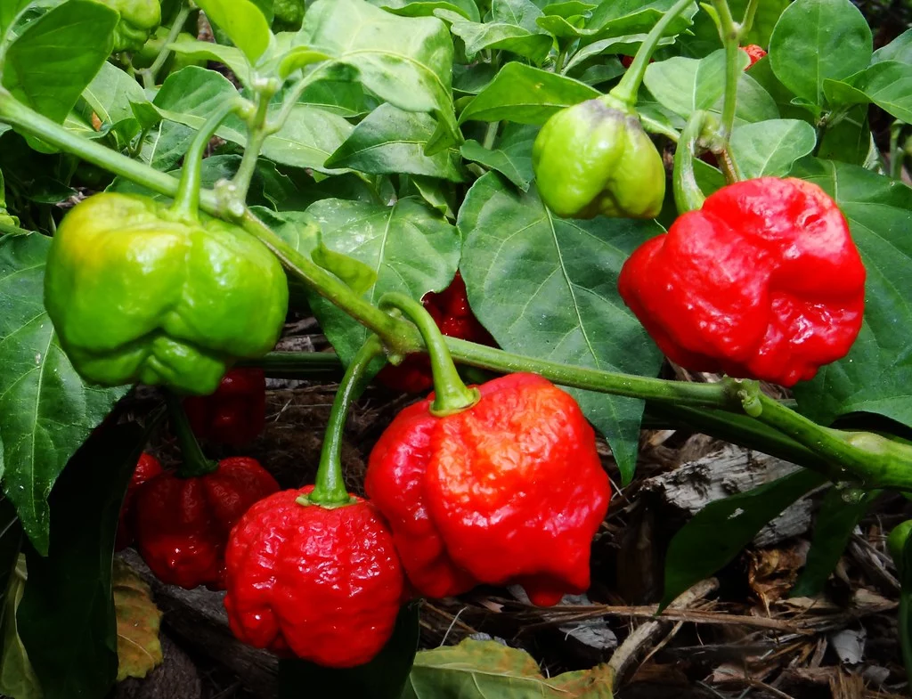 trinidad moruga scorpion