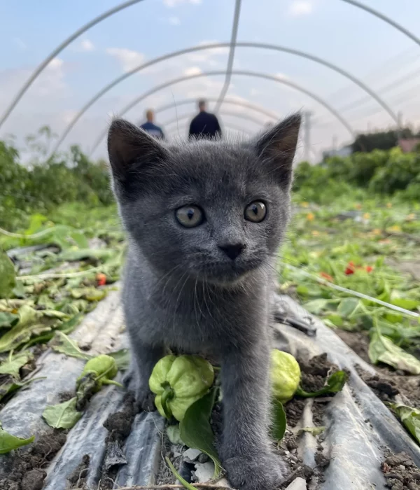 chili cat